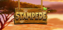 Stampede Logo