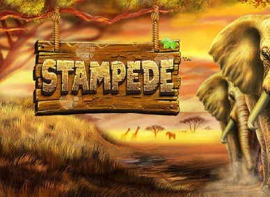 Stampede kaszinó játék